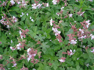 Geranium macrorrhizum