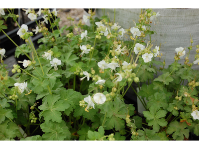 Geranium macrorrhizum