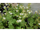 Geranium macrorrhizum White Ness
