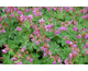 Geranium macrorrhizum Wild Form