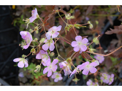 Geranium maculatum