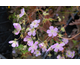 Geranium maculatum Elizabeth Ann ®