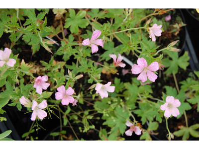 Geranium oxonianum