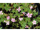 Geranium oxonianum Rose Clair