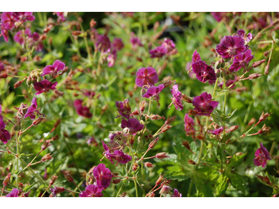 Geranium phaeum