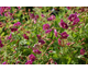 Geranium phaeum Springtime