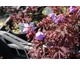 Geranium pratense Dark Reiter