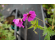 Geranium psilostemon (Fluorescent)