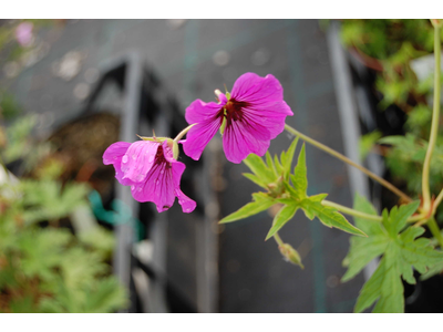 Geranium psilostemon