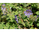 Geranium renardii Philippe Vapelle