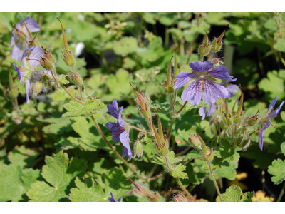 Geranium renardii