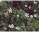 Geranium sanguineum Album