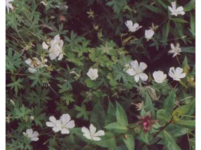 Geranium sanguineum