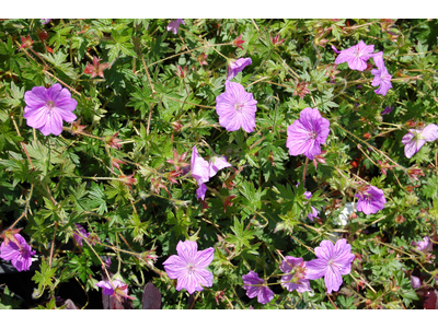 Geranium sanguineum