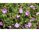 Geranium sanguineum Blushing Turtle ®