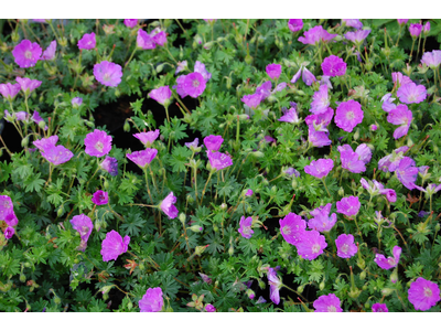 Geranium sanguineum