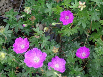 Geranium sanguineum