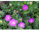 Geranium sanguineum Nanum