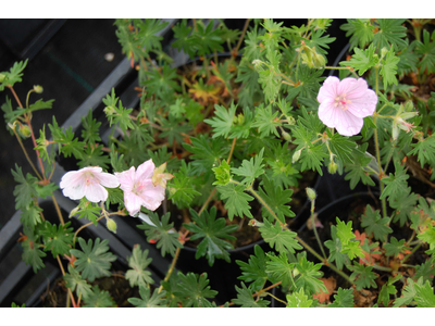 Geranium sanguineum