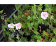 Geranium sanguineum Vision Pink
