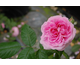 Rosa Gertrude Jekyll