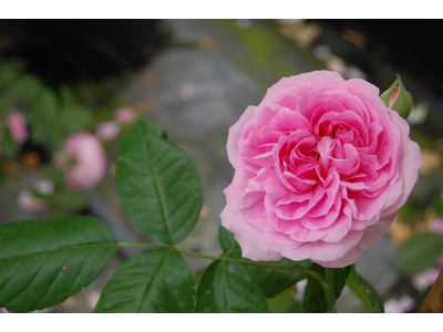 Rosa