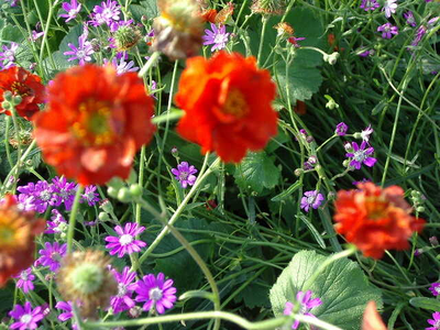 Geum chiloense
