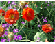 Geum chiloense Feuerball