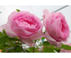 Rosa Ghita Renaissance