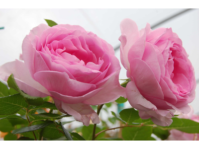 Rosa