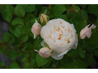 Rosa