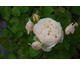Rosa Glamis Castle