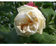 Rosa Gloire de Dijon