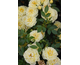 Rosa Golden Cover 