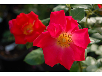 Rosa