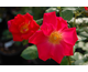 Rosa Golden Eye
