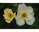 Rosa Golden Wings