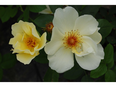 Rosa