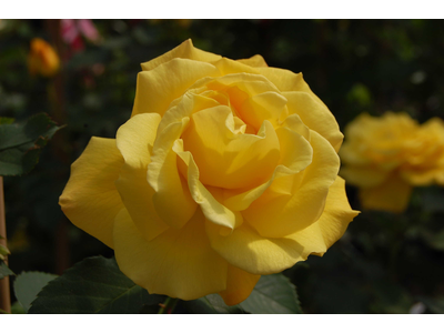 Rosa