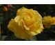 Rosa Goldstern (Stella Dorata)