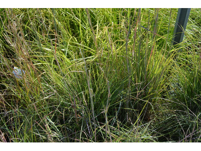 Andropogon scoparius