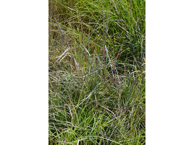 Andropogon scoparius