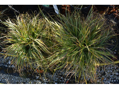 Carex