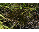 Carex brunnea Dark Green