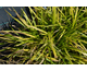 Carex morrowii Irish Green