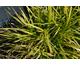 Carex morrowii