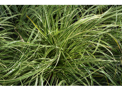 Carex oshimensis