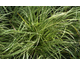 Carex oshimensis