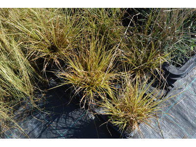 Carex oshimensis