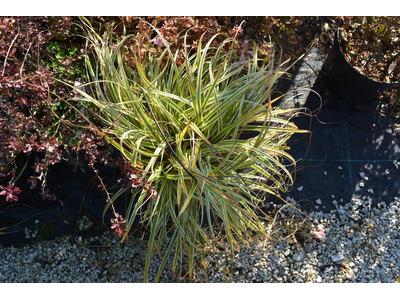 Carex oshimensis